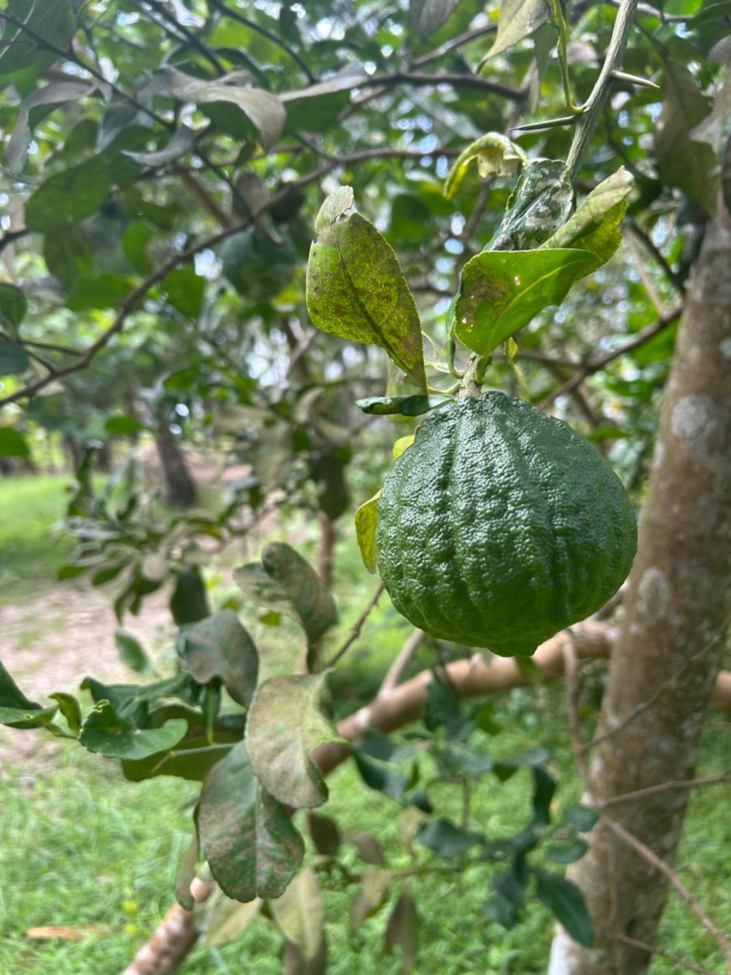 Gramam Homestay, Cochin Kochi Kültér fotó
